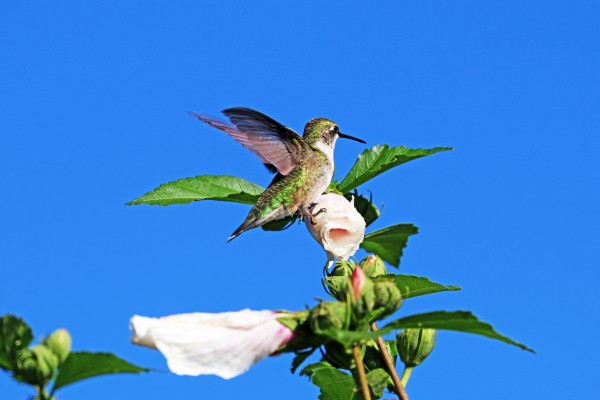 Hummingbird And Rose Of Sharon by Deb Oppermann